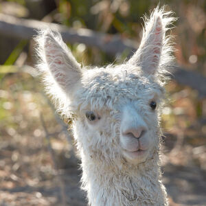 Fundraising Page: Elizabeth Vahlkamp